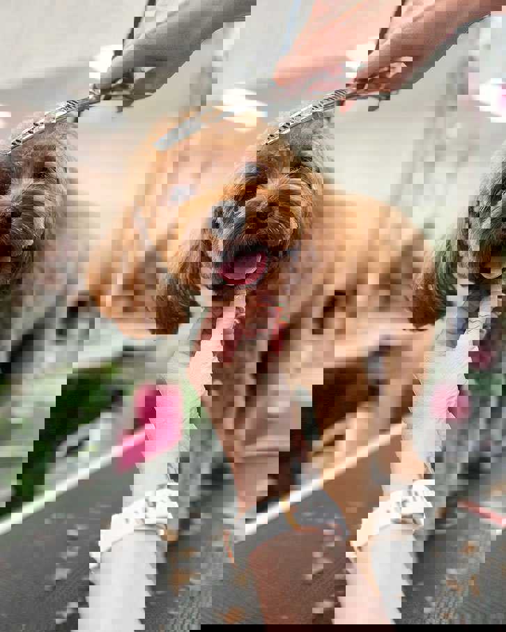 Köpeklerimiz neden kuaföre gitmeli ? ; Köpeklere tüy bakımı nasıl yapılır ?